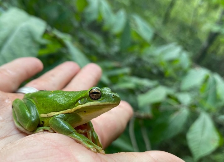 Green Treefrog